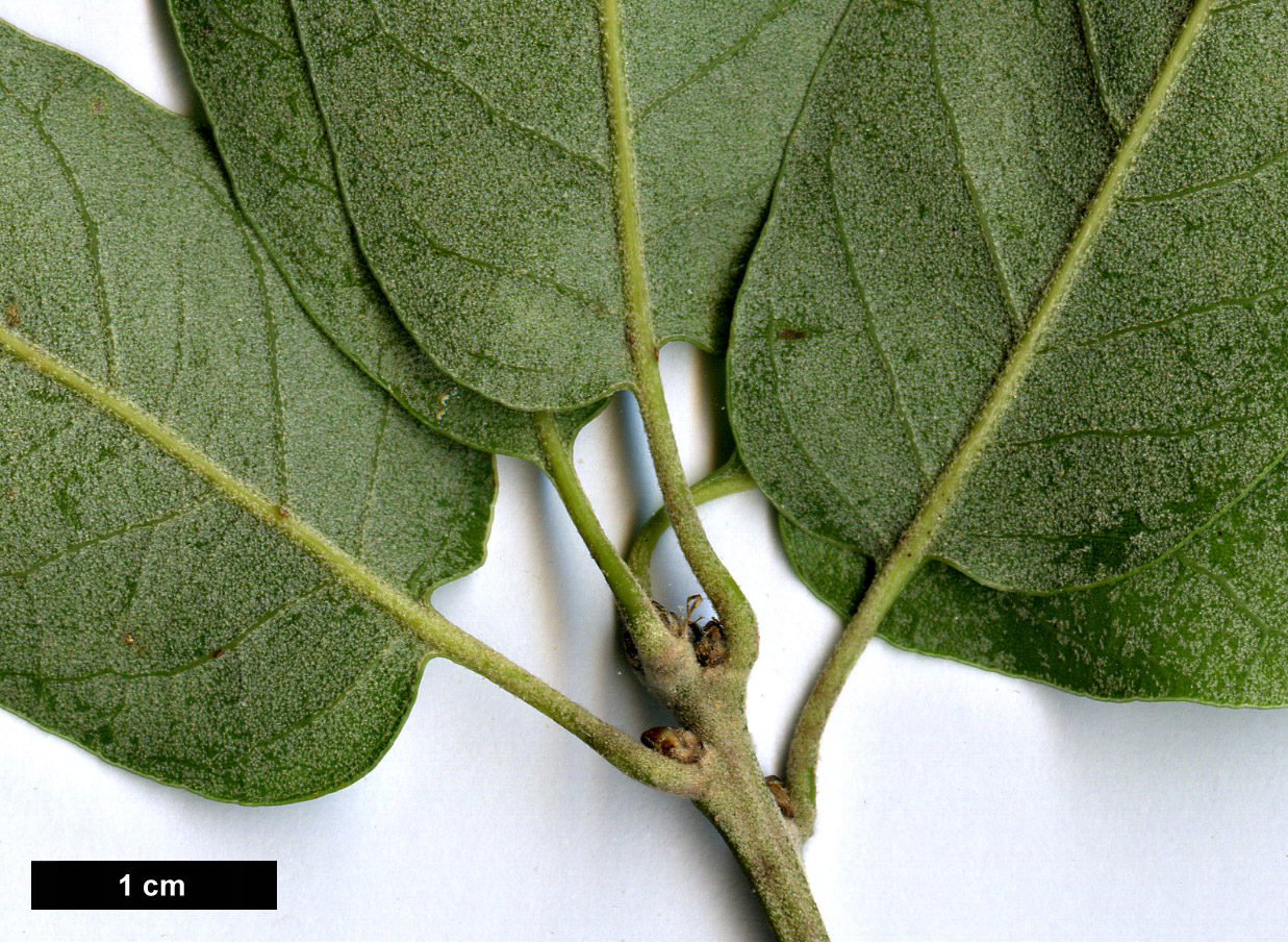 High resolution image: Family: Fagaceae - Genus: Quercus - Taxon: durifolia hybrid